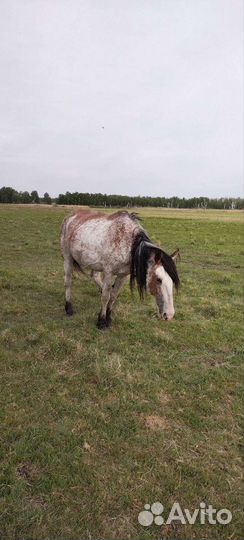 Продам лошадь