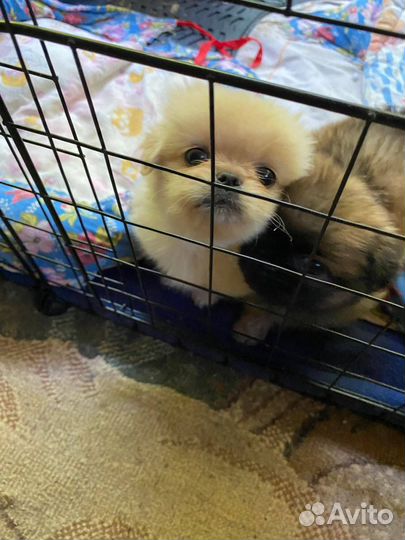 Щенки пекинеса