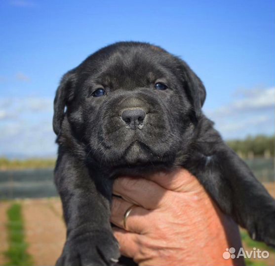 Кане Корсо Римский Воин