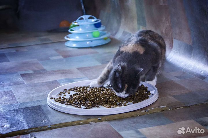 Кошка в дар бесплатно