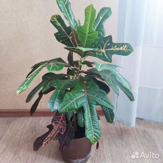 Кодиеум эксилент