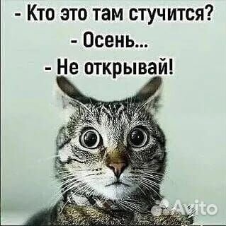 Отдам в добрые руки