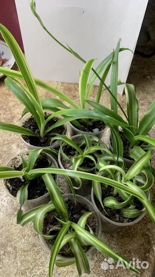 Хлорофитум