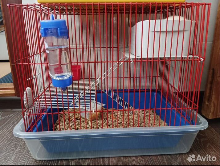 Крысы Дамбо