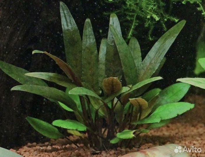 Неприхотливые аквариумные растения