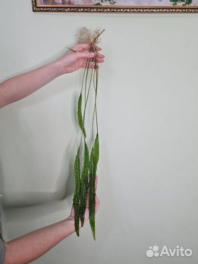 Криптокорина водоросли для аквариума