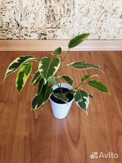 Фикус Бенджамина сорт Кинки