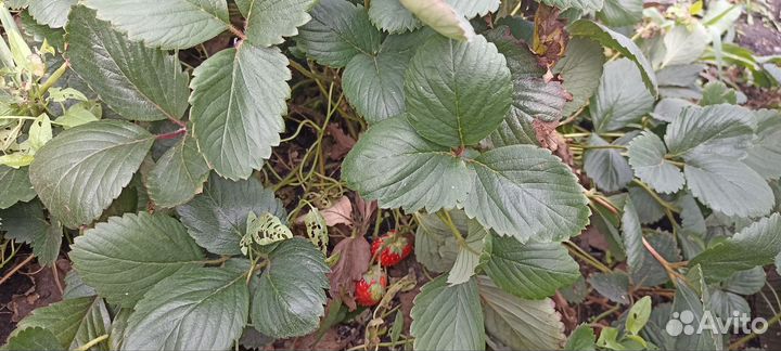 Рассада клубники