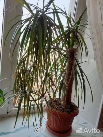 Пальма драцена