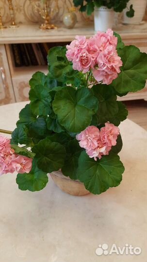 Пеларгония Miss Rose