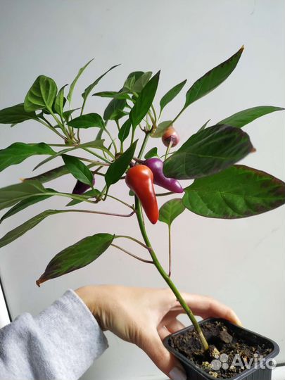 Острый перчик цветущий: Шары, Алладин, Кармен