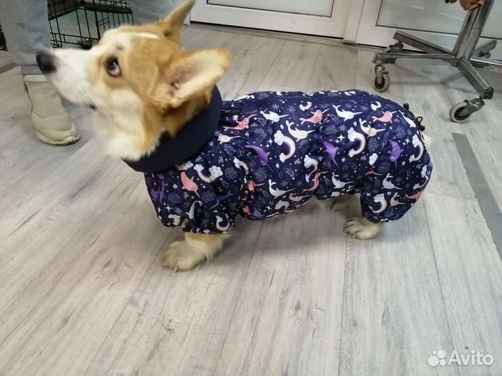 Дождевики для собак