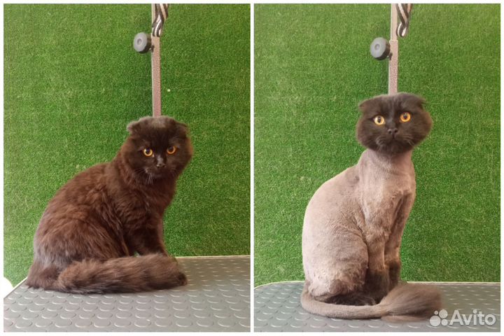 Груминг (стрижка собак и кошек)