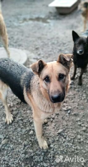 Собака в добрые руки