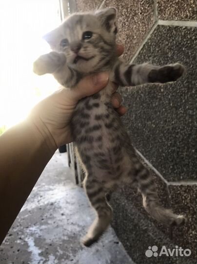 Вислоухие котята