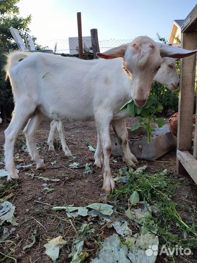 Продаётся козёл