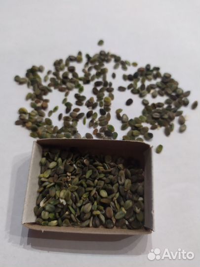 Семена флокса метельчатого