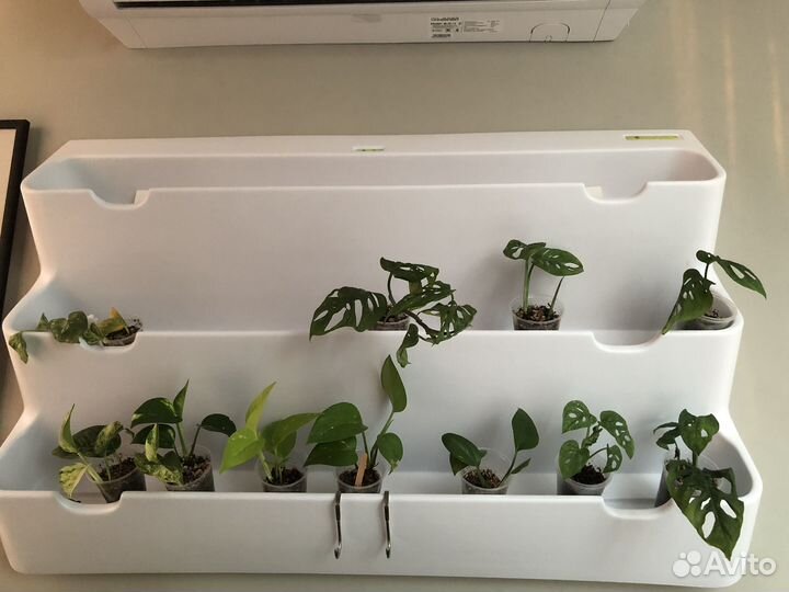 Черенки комнатных растений