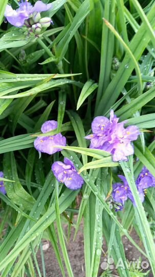 Ирисы бородатые