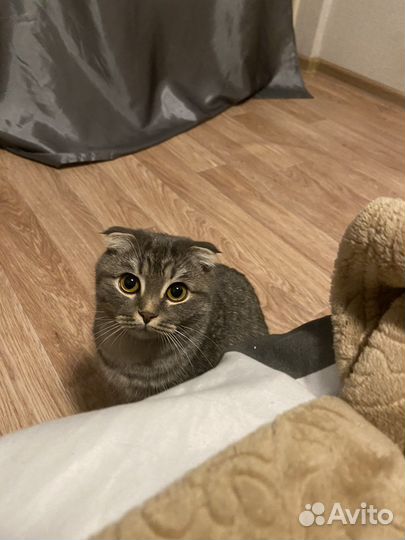 Отда кошку бесплатно породистая