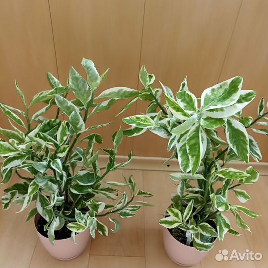 Комнатное,экзотическое растение Педилантус