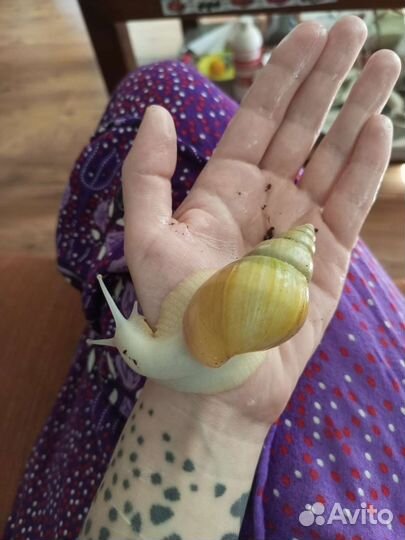 Улитка Ахатина Фулика (альбино) Лечебная / Питомец