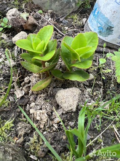 Красный каланхоэ (рассада)