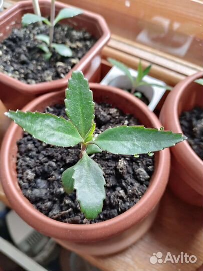 Каланхоэ лечебное