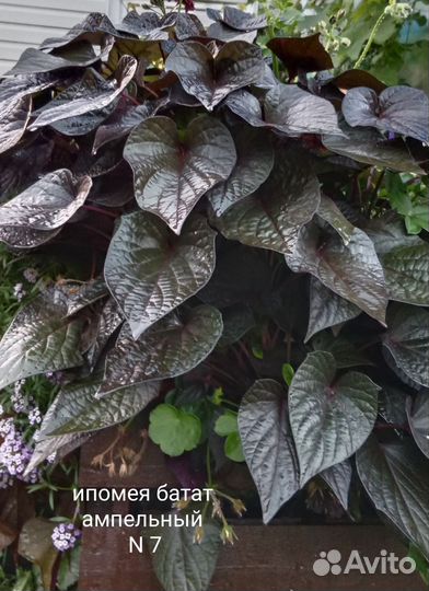 Ипомея батат срез