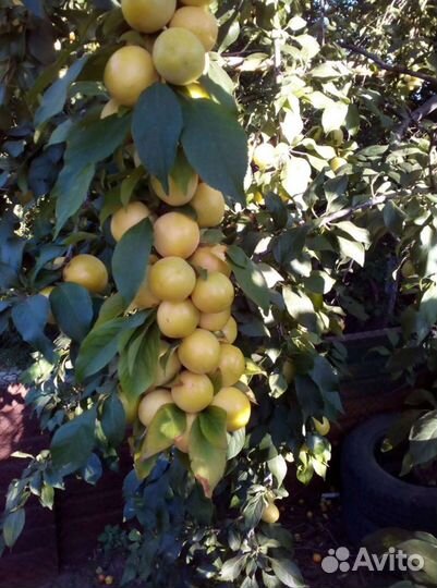 Алыча жёлтая