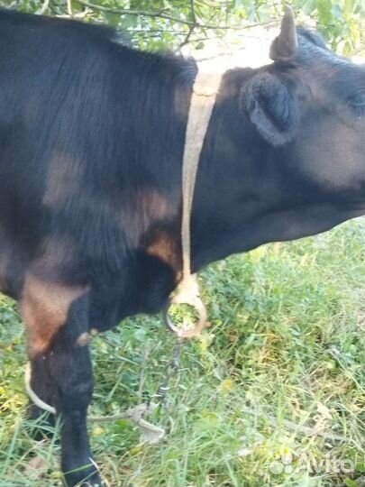 Годовалые тёлочки