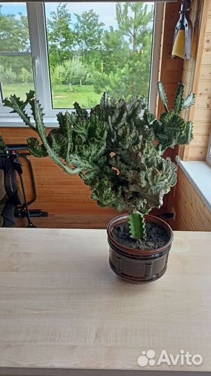 Эуфорбия Лактея Кристата