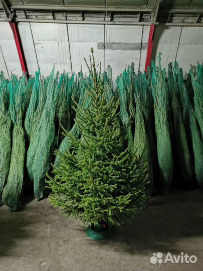 Живые елки оптом, ёлка оптом, ель живая новогодняя