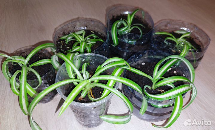 Фикус белиз