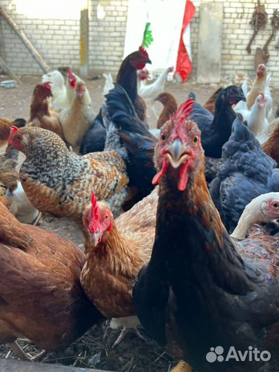 Куры молодки домашние