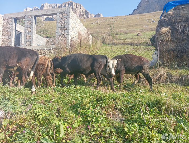 Телята бычки и телки
