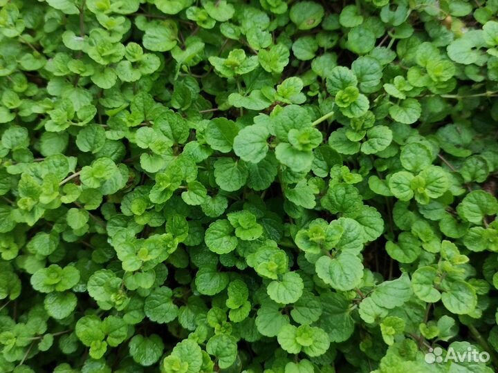 Почвопокровное