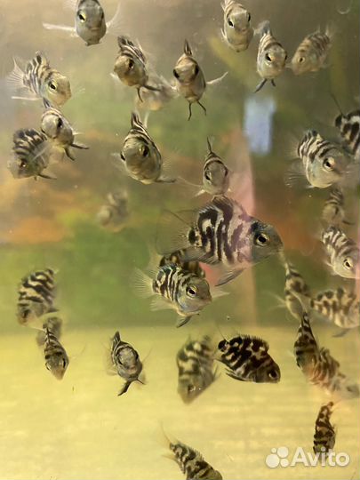 Рыба сапфировый попугай