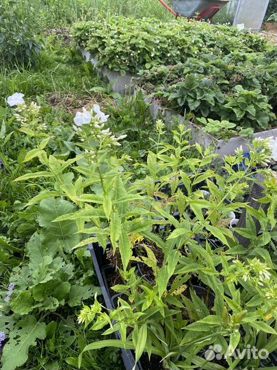 Флокс белый