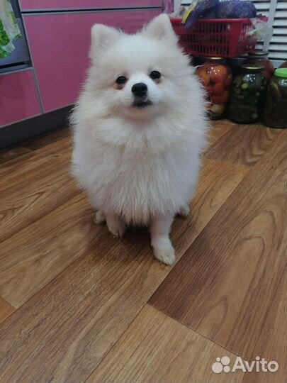 Померанский шпиц