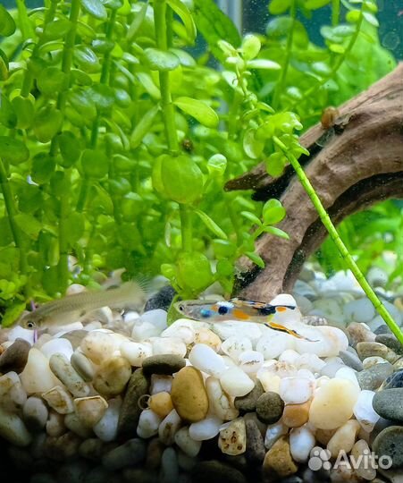 Гуппи эндлера