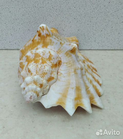Стромбус Синуатус 10,7 морская ракушка раковина