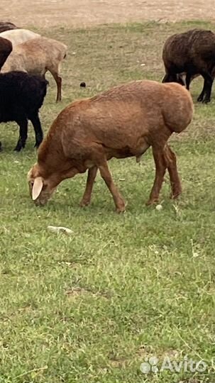 Овцы бараны