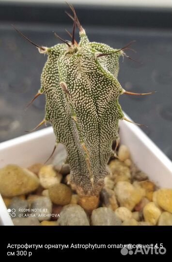 Хавортии, Кактусы, суккуленты