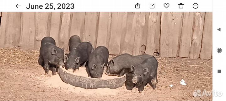 Вьетнамские поросята свиноматки хряки боровы