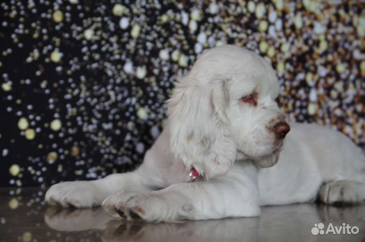 Кламбер Спаниель