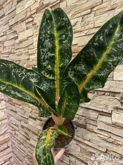 Аглаонема Чатра Монгол
