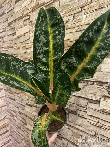 Аглаонема Чатра Монгол