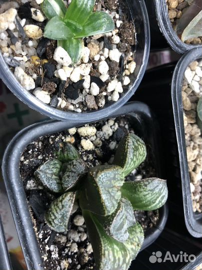 Редкие, коллекционные суккуленты