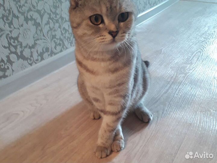Шотландская вислоухая кошка бесплатно